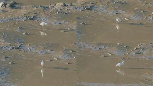 白鹭在泥滩中行走飞行高清在线视频素材下载