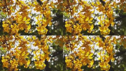 秋天金黄银杏叶和银杏果实金秋美景意境氛围高清在线视频素材下载