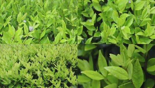 带水珠的绿色植物特写高清在线视频素材下载