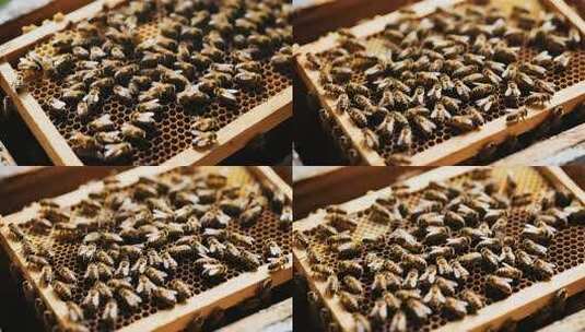 蜂巢上密集的蜜蜂高清在线视频素材下载