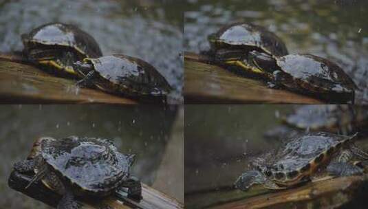 下雨中的万年龟高清在线视频素材下载