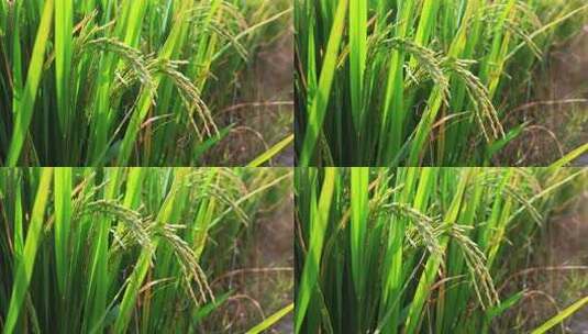 稻田水稻特写 稻穗稻浪高清在线视频素材下载