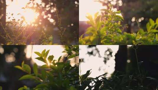 近距离拍摄逆光植物唯美意境高清在线视频素材下载