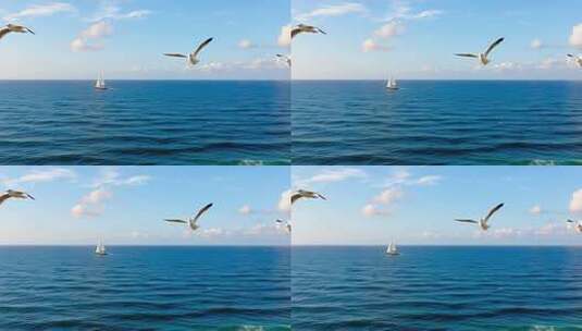 海面上飞翔的海鸥与帆船高清在线视频素材下载