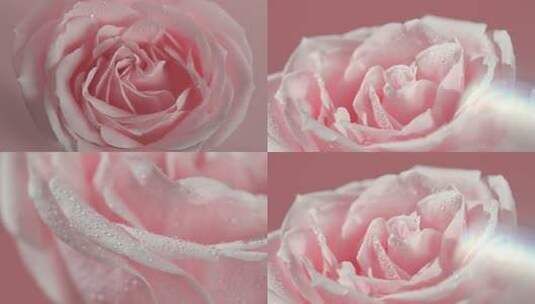 粉色玫瑰微距特写高清在线视频素材下载