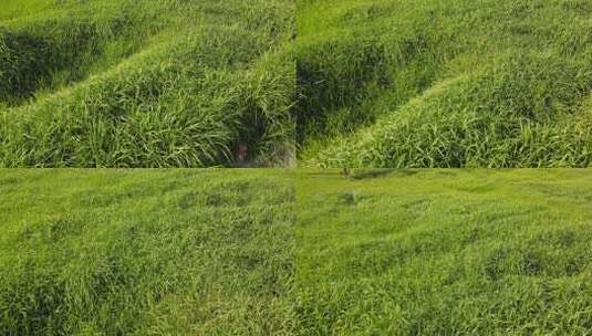 二里头夏都遗址博物馆高清在线视频素材下载