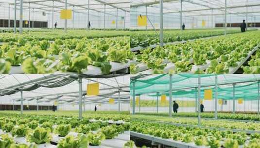 温室大棚内种植的水培蔬菜高清在线视频素材下载