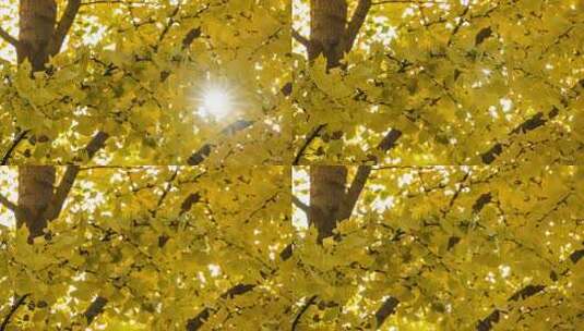 金秋银杏叶隙的阳光高清在线视频素材下载