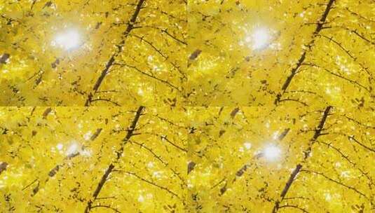 金秋银杏叶隙的阳光高清在线视频素材下载