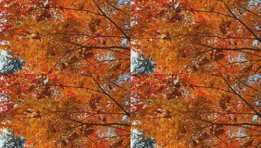 秋日枫叶特写高清在线视频素材下载