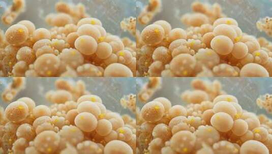 微距特写微生物颗粒素材高清在线视频素材下载