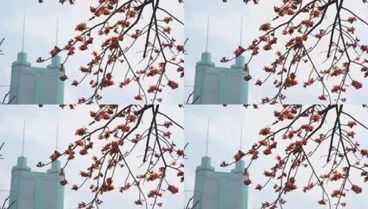 城市高楼旁盛开的木棉花高清在线视频素材下载