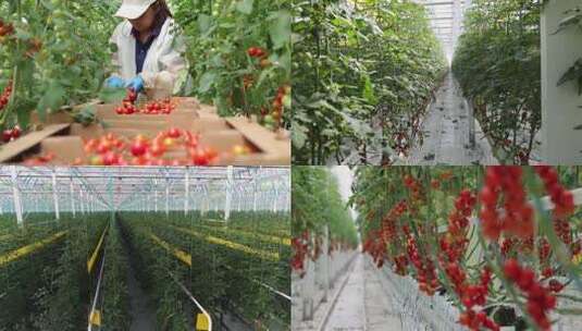 温室大棚内蔬菜种植景象高清在线视频素材下载