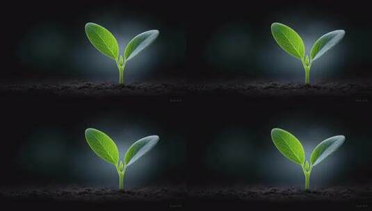 破土而出的小苗在黑暗中蓬勃生长高清在线视频素材下载