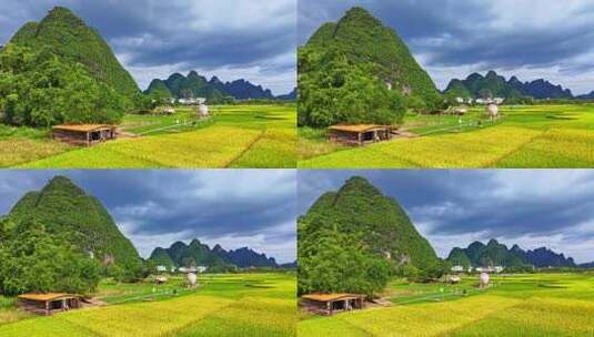 广西桂林阳朔十里画廊玻璃田水稻丰收航拍高清在线视频素材下载