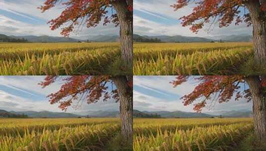 秋日稻田旁的红枫树风景高清在线视频素材下载