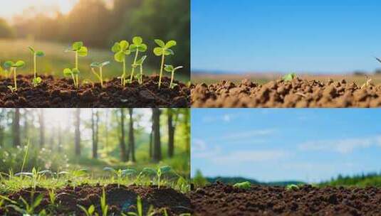 春天生命复苏 种子发芽 植物万物生长高清在线视频素材下载
