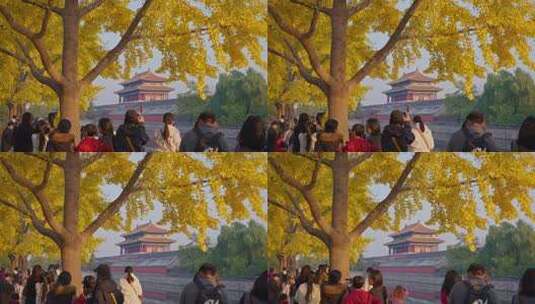北京故宫银杏高清在线视频素材下载