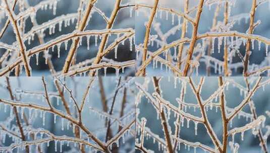 结冰树枝特写素材高清在线视频素材下载