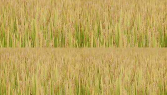 金黄稻田稻穗特写高清在线视频素材下载