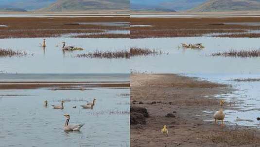 高原湖泊候鸟斑头雁与幼崽同游画面高清在线视频素材下载