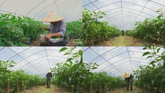大棚内农民劳作种植蔬菜画面摘青辣椒素材高清在线视频素材下载