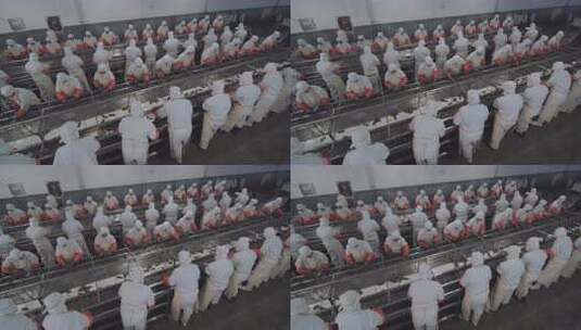 海参加工生产线工人在流水线上处理海鲜高清在线视频素材下载