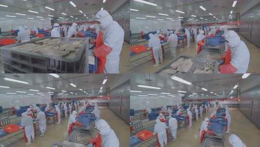 海参加工生产线工人在流水线上处理海鲜制品高清在线视频素材下载
