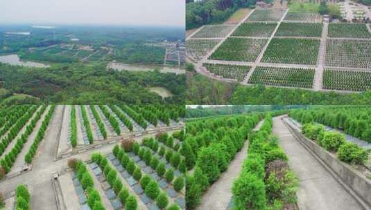 荆州鄞城公墓高清在线视频素材下载