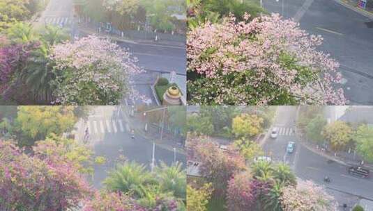 冬季暖阳四川攀枝花市路边行道树开花正胜高清在线视频素材下载