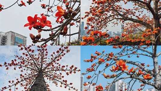 城市里的木棉花盛开 火红木棉花绽放城市高清在线视频素材下载
