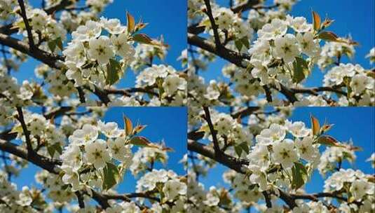 立春春分梨花盛开唯美春天风光视频高清在线视频素材下载