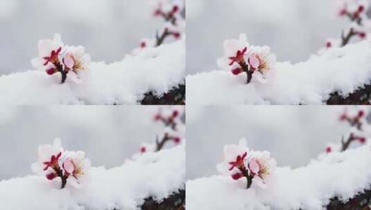 覆雪绽放的粉色花朵特写高清在线视频素材下载