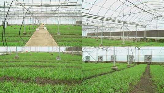 白芨种植大棚高清在线视频素材下载