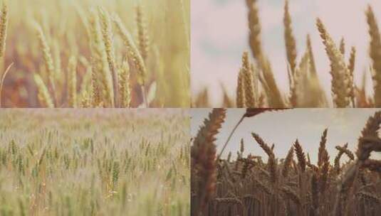 粮食三农谷物金色小麦丰收4k高清在线视频素材下载