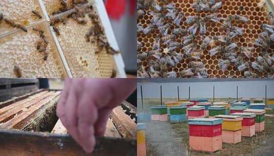 户外彩色蜂箱养殖场景高清在线视频素材下载