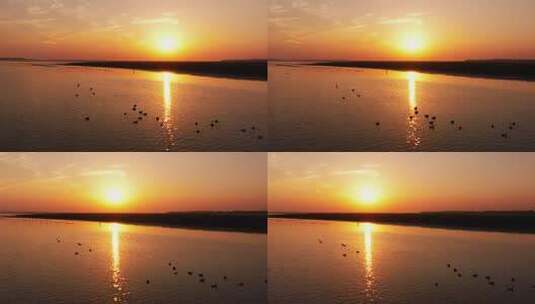 湖面夕阳下的群鸟景观高清在线视频素材下载