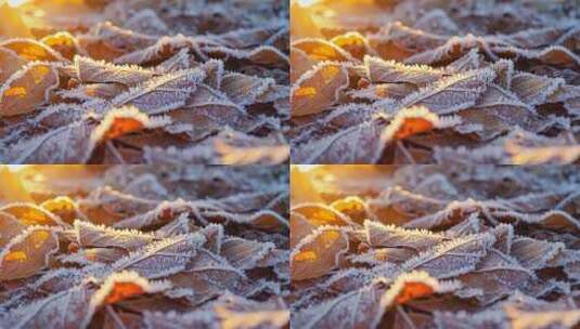 覆霜枯叶特写素材高清在线视频素材下载