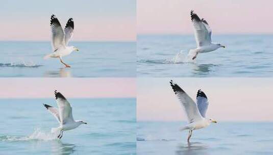 海鸥于海面展翅飞翔画面高清在线视频素材下载