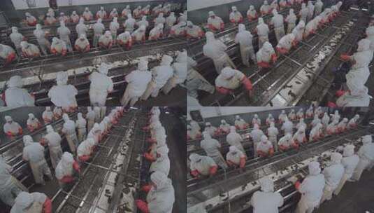 海参加工生产线工人在流水线上处理海鲜高清在线视频素材下载