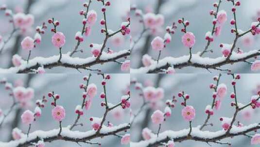 雪中盛开的粉色梅花特写高清在线视频素材下载
