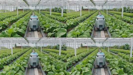 温室大棚内的农业机器人高清在线视频素材下载