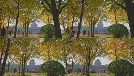 北京故宫银杏高清在线视频素材下载
