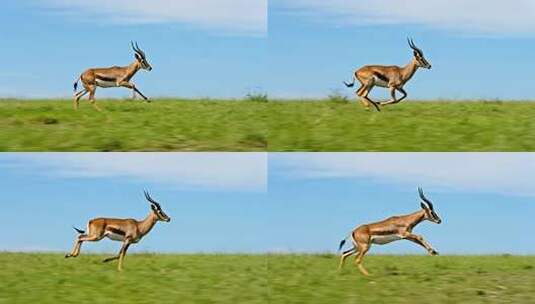 草原羚羊极速奔跑突破速度励志视频高清在线视频素材下载