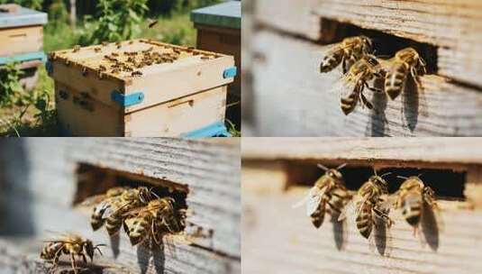 户外蜂箱及忙碌的蜜蜂高清在线视频素材下载