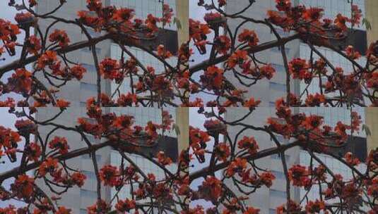 城市中盛开的木棉花高清在线视频素材下载