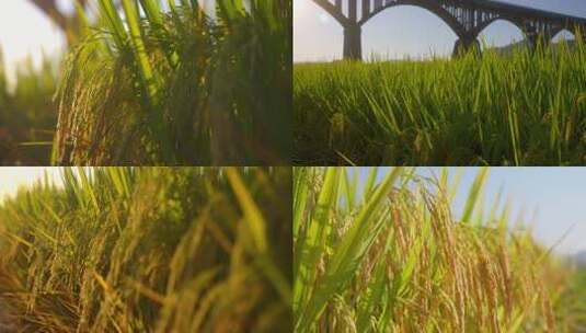 秋天罗定长岗坡渡槽黄金稻田园风光4K实拍高清在线视频素材下载