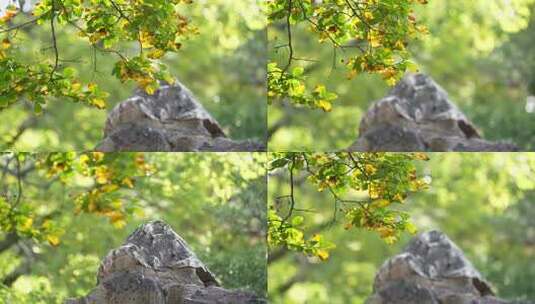 秋天园林小景高清在线视频素材下载