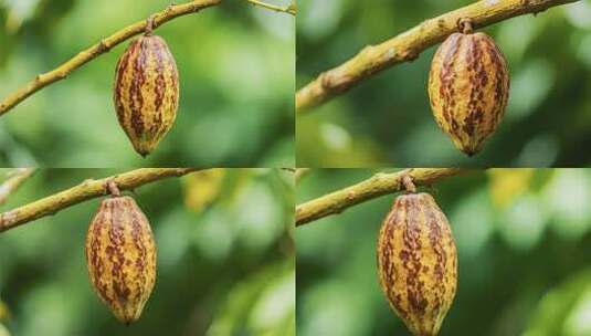 树枝上的可可果实特写高清在线视频素材下载