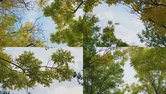 秋日暖阳 秋天阳光 秋天 风景 唯美秋天高清在线视频素材下载